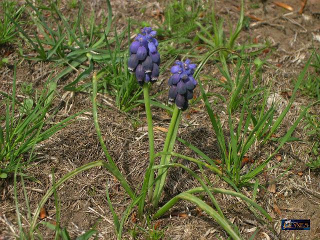 muscari neglectum.JPG